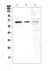 Negative Elongation Factor Complex Member B antibody, PA5-79728, Invitrogen Antibodies, Western Blot image 