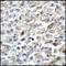 BB1 antibody, TA355078, Origene, Immunohistochemistry frozen image 