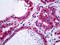 Actinin Alpha 4 antibody, 51-670, ProSci, Immunohistochemistry paraffin image 