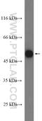 BAG family molecular chaperone regulator 5 antibody, 26628-1-AP, Proteintech Group, Western Blot image 