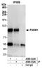 Forkhead Box M1 antibody, A301-533A, Bethyl Labs, Immunoprecipitation image 