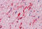 Hepatocyte Growth Factor antibody, MBS245408, MyBioSource, Immunohistochemistry frozen image 