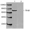 HSP70 antibody, LS-B14113, Lifespan Biosciences, Western Blot image 