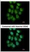 CAMP Responsive Element Binding Protein 3 Like 3 antibody, NBP2-16008, Novus Biologicals, Immunofluorescence image 