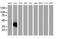 V-Set And Immunoglobulin Domain Containing 2 antibody, MA5-25355, Invitrogen Antibodies, Western Blot image 