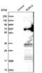 Arginine And Serine Rich Coiled-Coil 2 antibody, PA5-59054, Invitrogen Antibodies, Western Blot image 