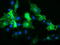 High affinity immunoglobulin gamma Fc receptor I antibody, LS-C788152, Lifespan Biosciences, Immunofluorescence image 