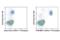 F4/80 antibody, 94009S, Cell Signaling Technology, Flow Cytometry image 