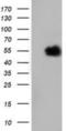 5'-Nucleotidase Domain Containing 1 antibody, NBP2-02914, Novus Biologicals, Western Blot image 