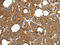 Prx-III antibody, CSB-PA797558, Cusabio, Immunohistochemistry frozen image 