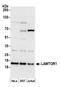 Late Endosomal/Lysosomal Adaptor, MAPK And MTOR Activator 1 antibody, A305-284A, Bethyl Labs, Western Blot image 