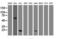 Transgelin antibody, M03962, Boster Biological Technology, Western Blot image 