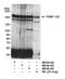 FKBP Prolyl Isomerase 15 antibody, NB100-424, Novus Biologicals, Western Blot image 