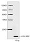 NS2-H5N1 antibody, LS-C203193, Lifespan Biosciences, Western Blot image 