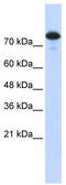 WW Domain Containing E3 Ubiquitin Protein Ligase 2 antibody, TA329806, Origene, Western Blot image 