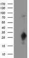 Protein C inhibitor antibody, TA504480, Origene, Western Blot image 