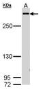 CREB Binding Protein antibody, PA5-27369, Invitrogen Antibodies, Western Blot image 