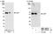 PDZ And LIM Domain 7 antibody, NBP1-06534, Novus Biologicals, Western Blot image 