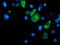 Dihydrolipoamide Dehydrogenase antibody, LS-C173244, Lifespan Biosciences, Immunofluorescence image 