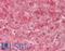 Amyloid P Component, Serum antibody, LS-B11917, Lifespan Biosciences, Immunohistochemistry frozen image 