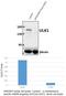 Unc-51 Like Autophagy Activating Kinase 1 antibody, GTX66613, GeneTex, Western Blot image 