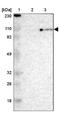 Minichromosome Maintenance Complex Component 3 antibody, NBP1-85796, Novus Biologicals, Western Blot image 