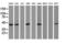 Chromobox 8 antibody, LS-C175332, Lifespan Biosciences, Western Blot image 
