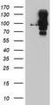 Dipeptidyl Peptidase 9 antibody, TA503960S, Origene, Western Blot image 
