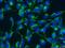 Cytochrome C Oxidase Assembly Factor 6 antibody, 24209-1-AP, Proteintech Group, Immunofluorescence image 