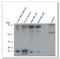 Integrin Binding Sialoprotein antibody, AP02051SU-N, Origene, Western Blot image 