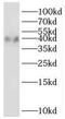 PRG-2 antibody, FNab06920, FineTest, Western Blot image 