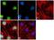 Serine/Threonine Kinase 11 antibody, AHO1392, Invitrogen Antibodies, Immunofluorescence image 