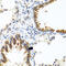 Uncharacterized protein C8orf4 antibody, abx006331, Abbexa, Western Blot image 