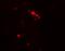 Rubicon Autophagy Regulator antibody, LS-C336205, Lifespan Biosciences, Immunofluorescence image 