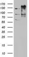 GLI Family Zinc Finger 1 antibody, CF804177, Origene, Western Blot image 