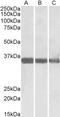 Malate dehydrogenase, cytoplasmic antibody, TA348988, Origene, Western Blot image 