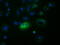Follitropin subunit beta antibody, TA501603, Origene, Immunofluorescence image 