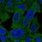 Phosphoserine aminotransferase antibody, HPA042924, Atlas Antibodies, Immunofluorescence image 