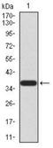 PR domain zinc finger protein 5 antibody, NBP2-52541, Novus Biologicals, Western Blot image 
