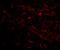 SIR2 antibody, 4485, ProSci Inc, Immunofluorescence image 