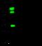 Interleukin 15 Receptor Subunit Alpha antibody, 100455-T32, Sino Biological, Western Blot image 