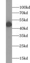 Lysosomal acid phosphatase antibody, FNab00099, FineTest, Western Blot image 