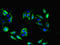 Neuritin 1 Like antibody, orb30196, Biorbyt, Immunofluorescence image 