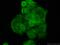 Phosphoserine aminotransferase antibody, 10501-1-AP, Proteintech Group, Immunofluorescence image 