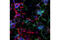 Tubulin Beta 3 Class III antibody, 5568T, Cell Signaling Technology, Immunocytochemistry image 