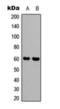 Synaptotagmin 1 antibody, orb393173, Biorbyt, Immunohistochemistry paraffin image 