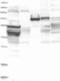 Complement C9 antibody, NBP1-87440, Novus Biologicals, Western Blot image 