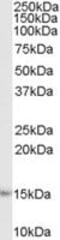 AIF1 antibody, MBS421241, MyBioSource, Western Blot image 