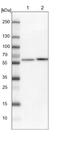 Family With Sequence Similarity 114 Member A2 antibody, NBP1-89407, Novus Biologicals, Western Blot image 