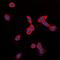Lebercilin LCA5 antibody, orb78377, Biorbyt, Immunofluorescence image 